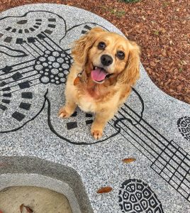 Dog smiling on on stone guitar 