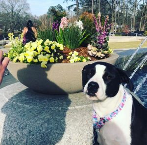 Dog near flowers